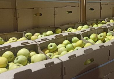 В Гомельской области пресечена незаконная схема по закупке сельхозпродукции у населения. Возбуждено 5 уголовных дел В Гомельской области пресечена незаконная схема по закупке сельхозпродукции у населения. Возбуждено 5 уголовных дел