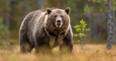 Молитва спасла от разъяренной медведицы Молитва спасла от разъяренной медведицы